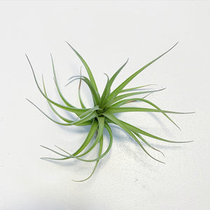 Tillandsia - aeranthos ex. CC