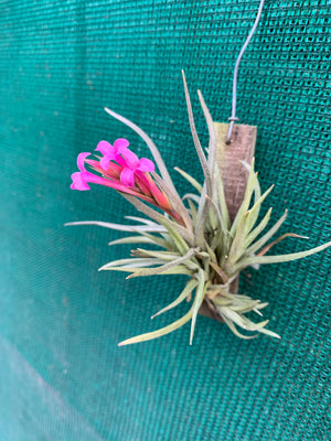 Tillandsia - argentina