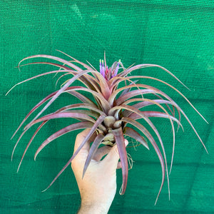 Tillandsia - Eric Knobloch