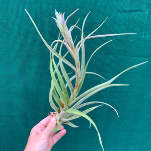 Tillandsia capitata ‘Small, Silver & Salmon’ ex. PT