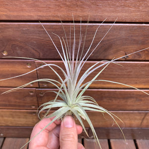 Tillandsia - gardneri (Wholesale)