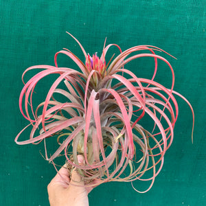 Tillandsia - Eric The Red