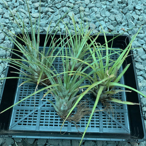 Tillandsia - Trieta X Streptophylla