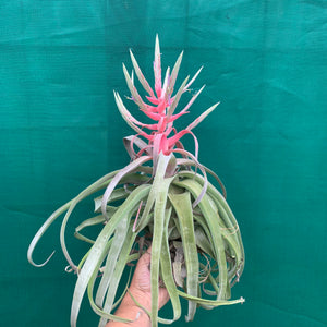 Tillandsia - streptophylla ‘Giant Form’