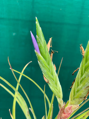 Tillandsia - trieta x streptophylla ex. BG