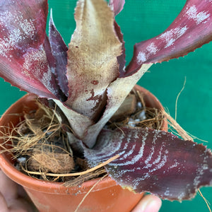 Cryptanthus - Crazy Moon