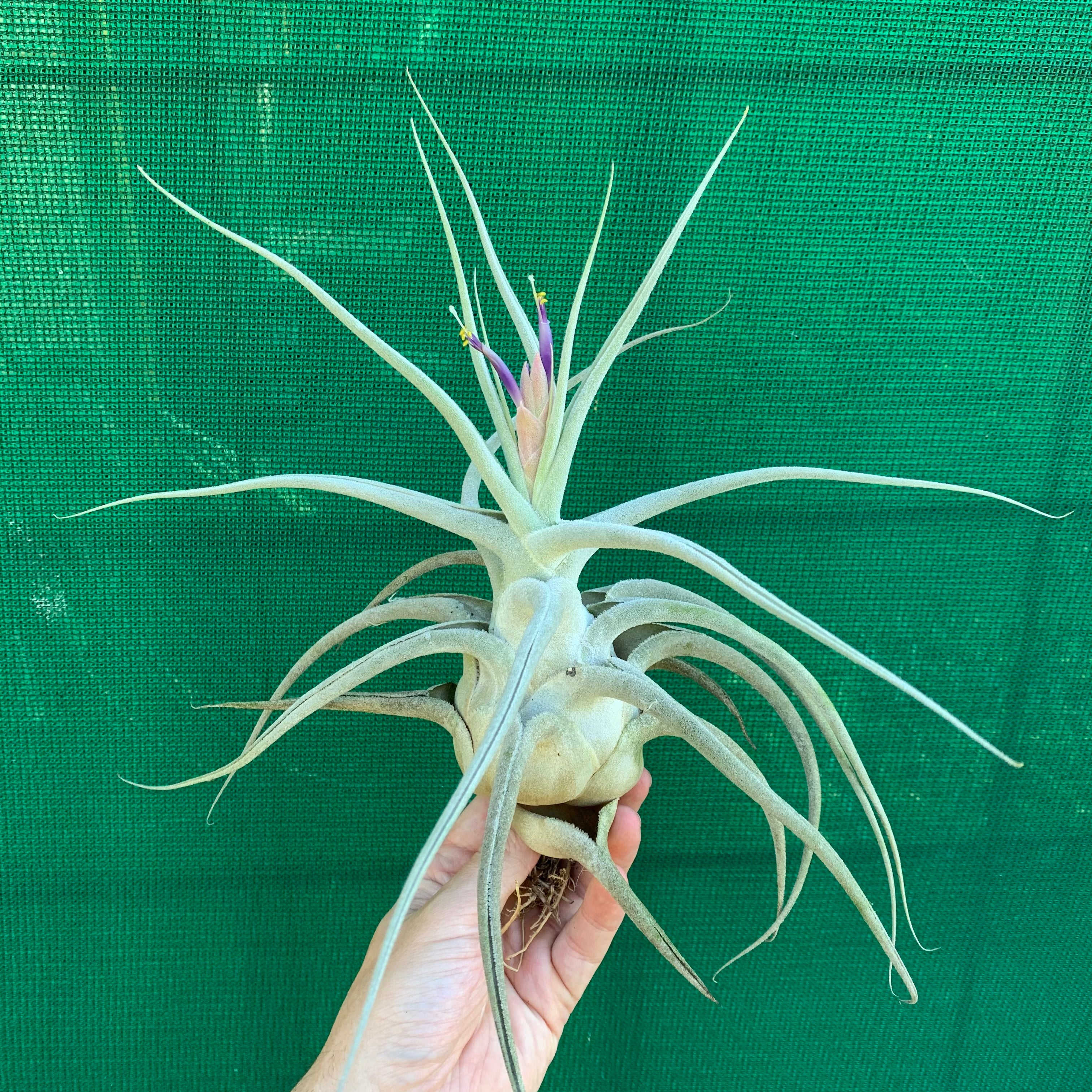 ehlersiana air plant Tillandsia