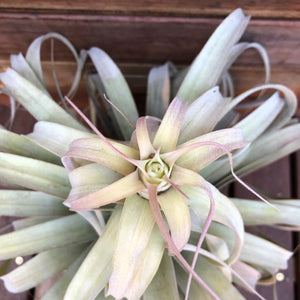 Tillandsia - El Rancho ex. AP