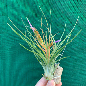 Tillandsia - Orange Crush