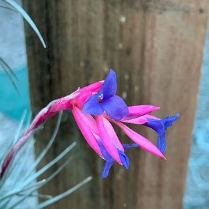 Tillandsia - aeranthos Small Purple ex. Germany