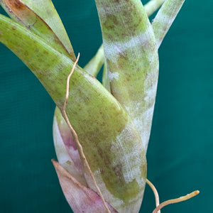 Tillandsia - flexuosa ex. Suriname