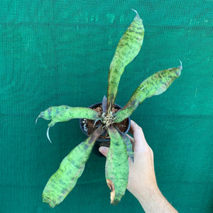 Cryptanthus - Jade