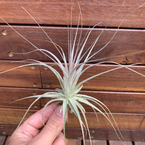 Tillandsia - gardneri (Wholesale)