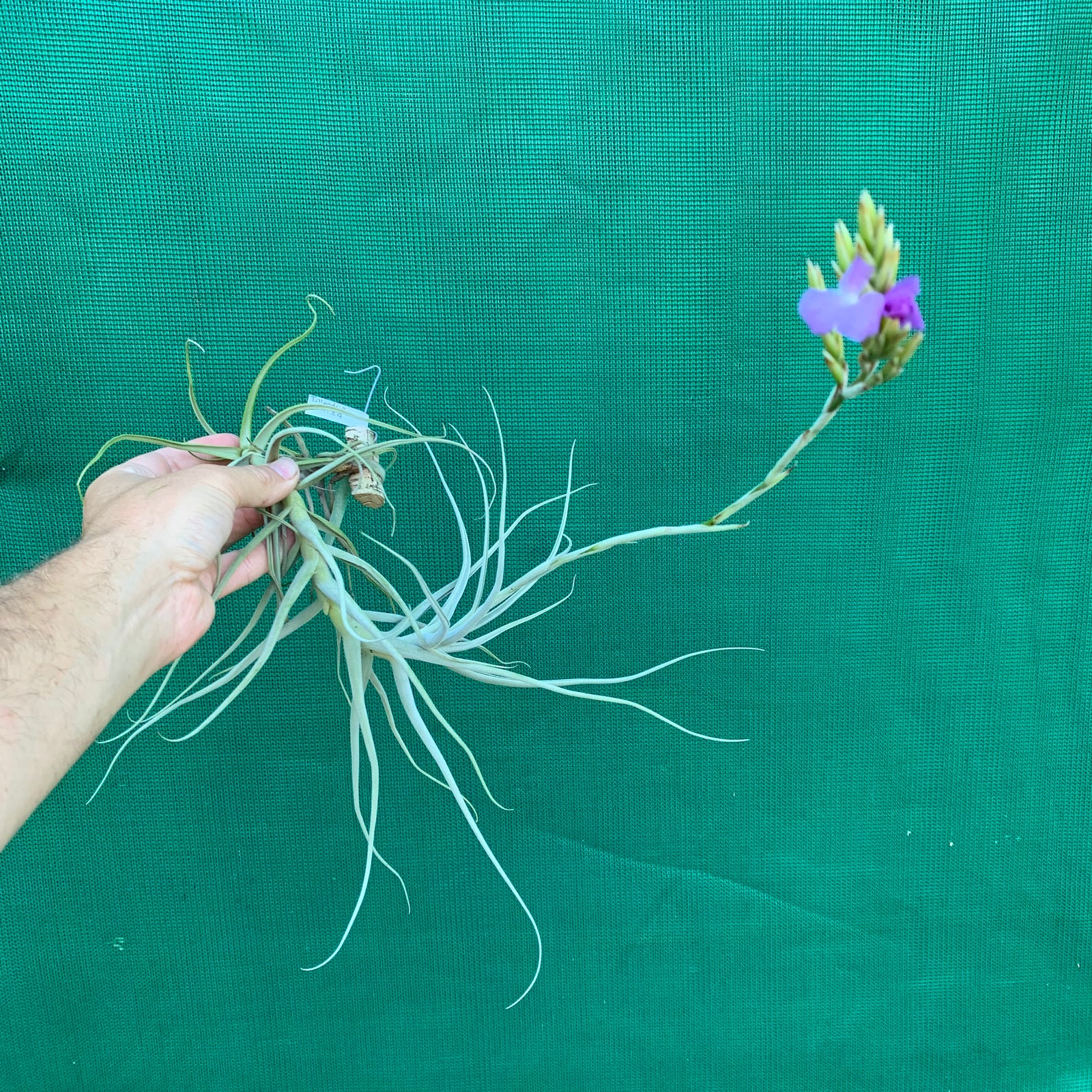 Tillandsia - arhiza (Fragrant)