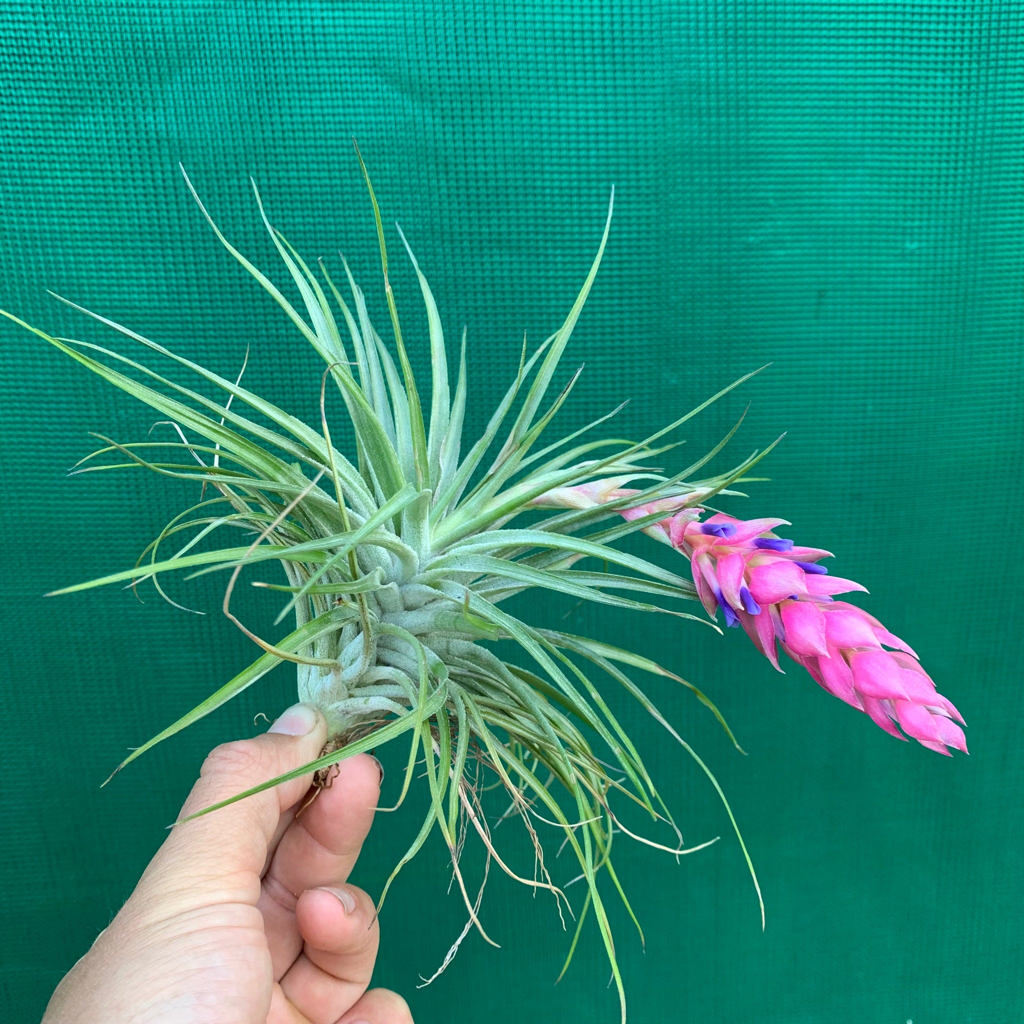 cotton candy air plant care Tillandsia - Cotton Candy 'Green Form'