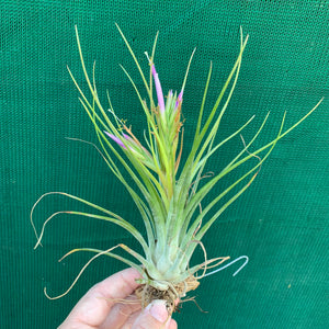 Tillandsia - Orange Crush