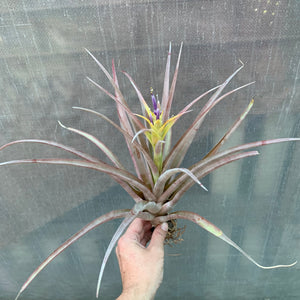 Tillandsia - capitata Yellow x capitata Marron ex. OM