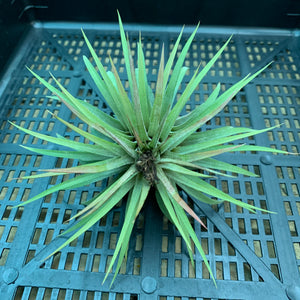 Tillandsia - ionantha ‘APD006’ NEW