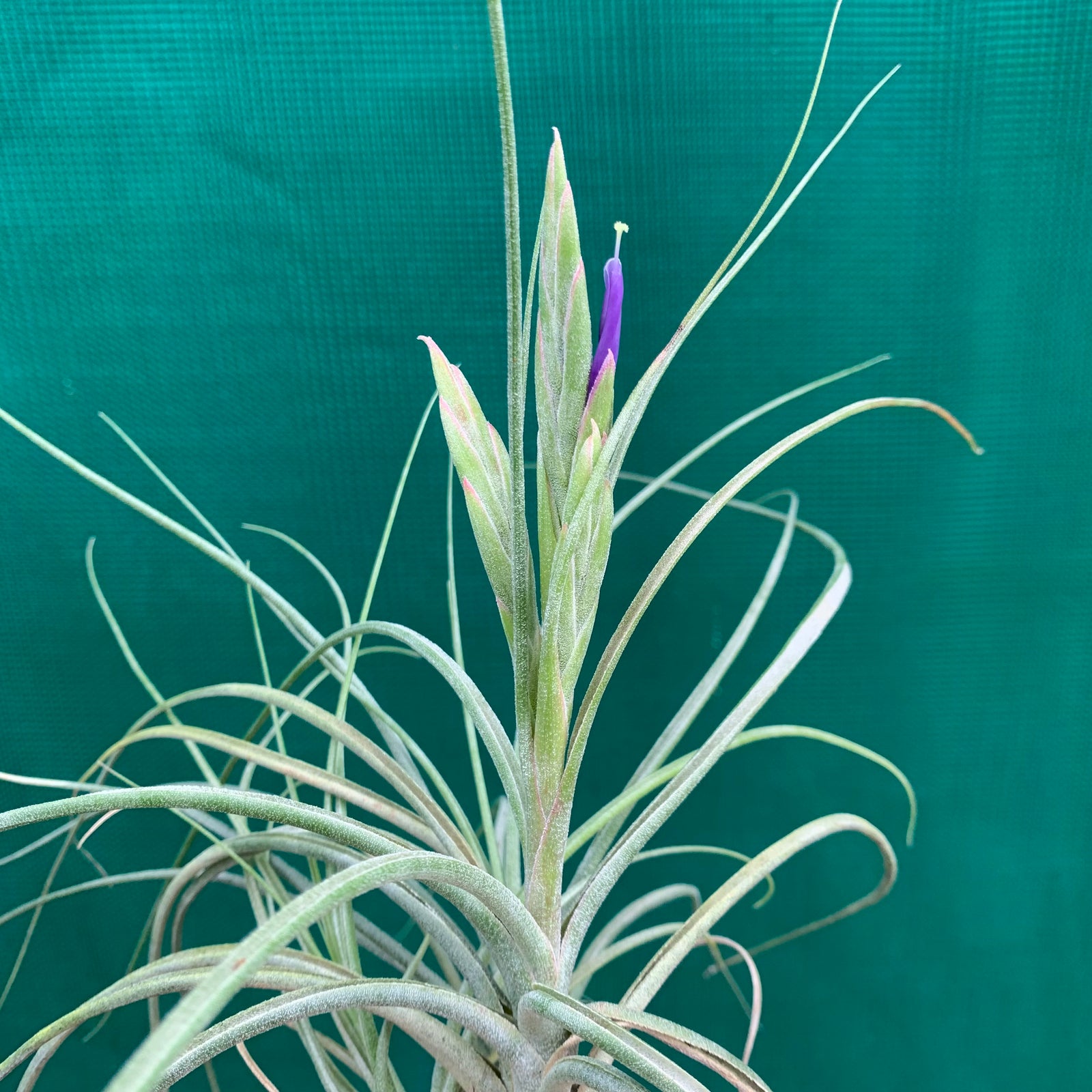 Tillandsia - But Rob ex. PT