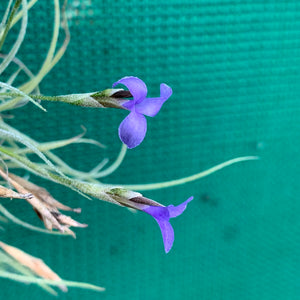 Tillandsia - Baby Blue ex. BG