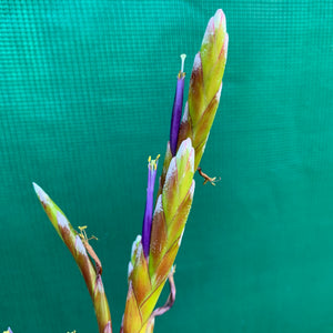 Tillandsia - aff. botterii ex PT NEW