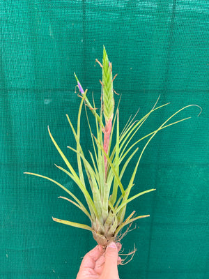 Tillandsia - trieta x streptophylla ex. BG