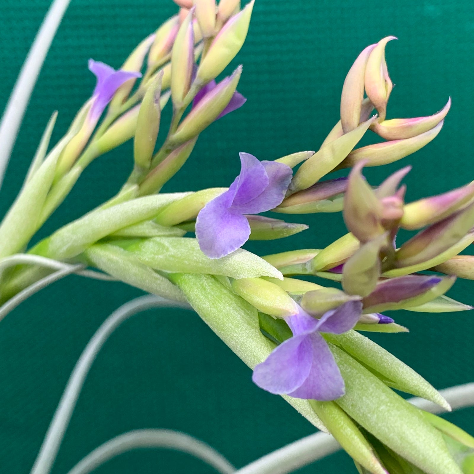 Tillandsia - Goomong ex. MP (Fragrant)
