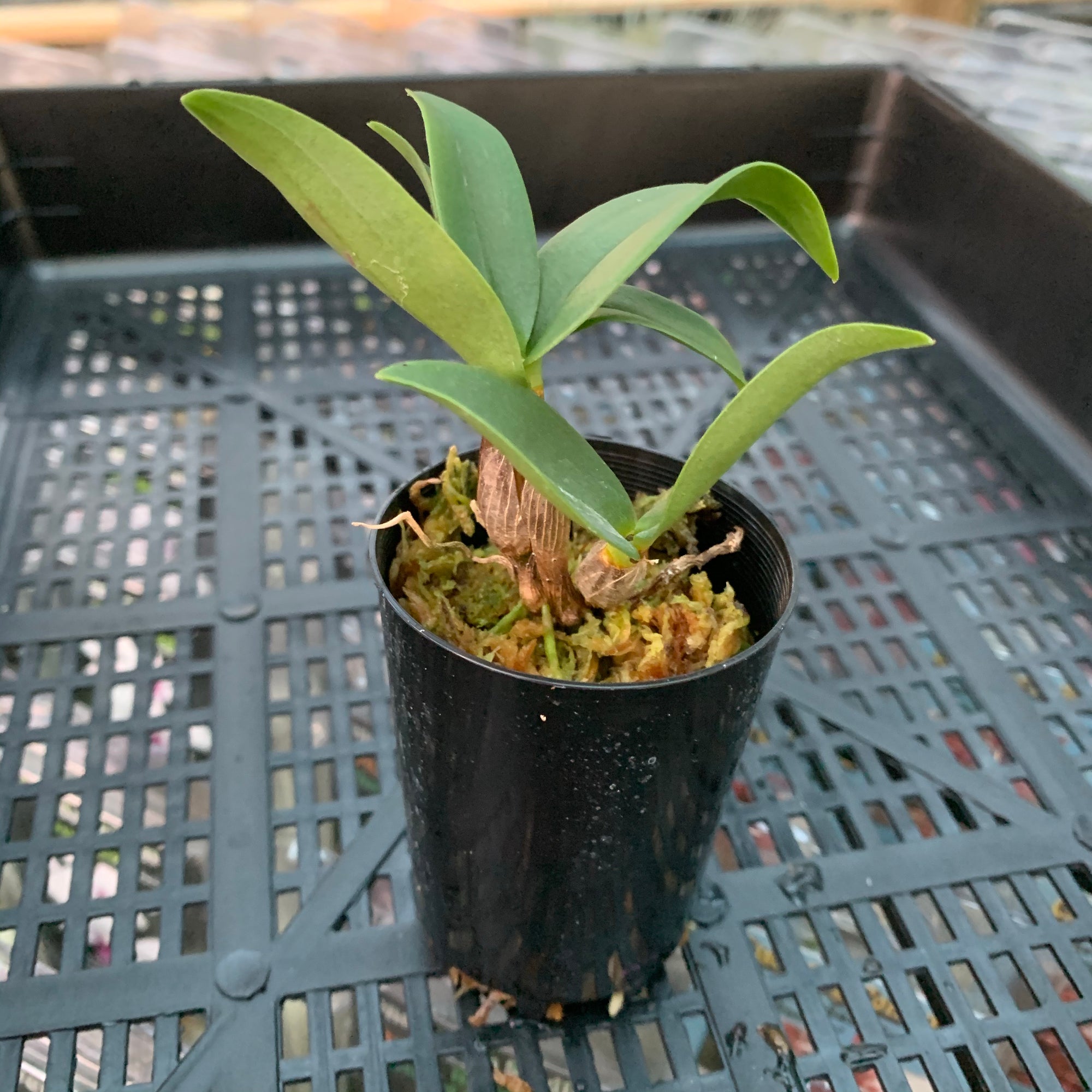 Orchid - Dendrobium Seedling ‘x Ruthorford Blushing Bride’
