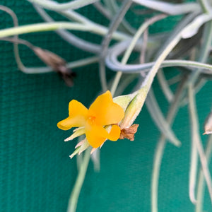 Tillandsia - Rutschmann’s Orange (Fragrant)