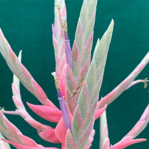 Tillandsia - streptophylla ‘Giant Form’