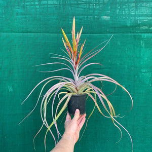 Tillandsia - Cooloola ex. App