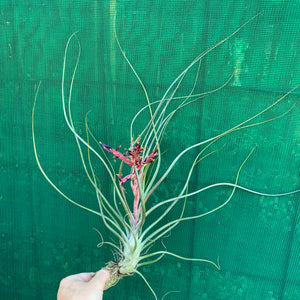 Tillandsia - Crackerjack ex. BG