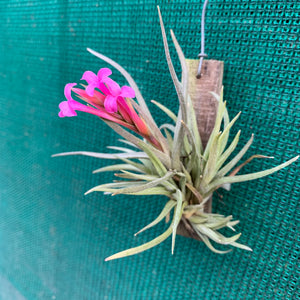 Tillandsia - argentina