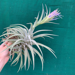 Tillandsia - hondurensis ex. OM