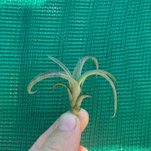 Tillandsia - Curly Slim