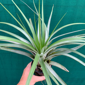 Tillandsia - fasciculata v. Chacalapa NR58