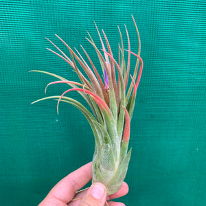 Tillandsia - seleriana x ionantha ex. NR