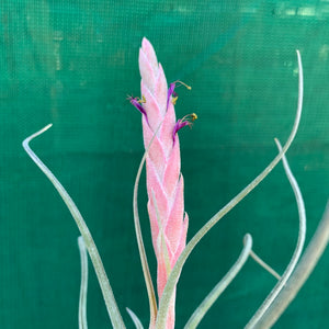 Tillandsia - Arhiza-Juliae x Pruinosa ex. BG