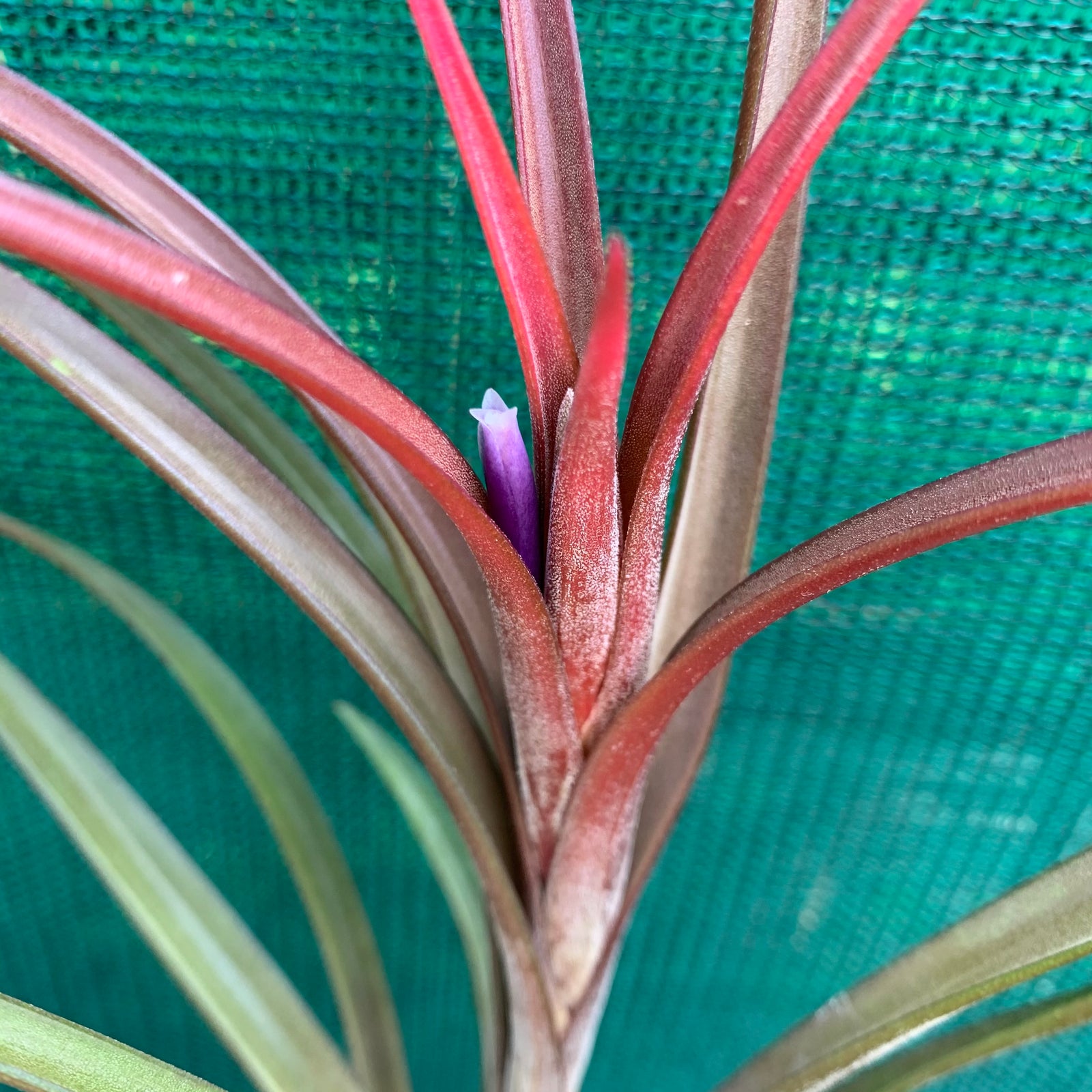 Tillandsia - Temescal sp. Nova Mex