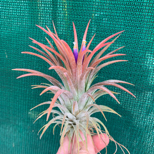 Tillandsia - ionantha ‘APD001’