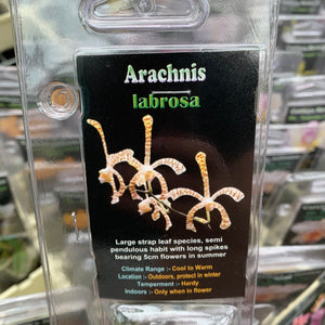 Orchid - Arachnis ‘Labrosa’