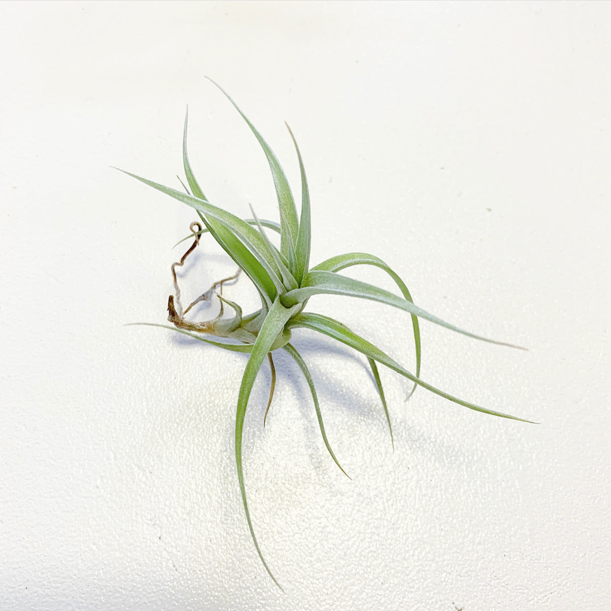 Tillandsia - albida