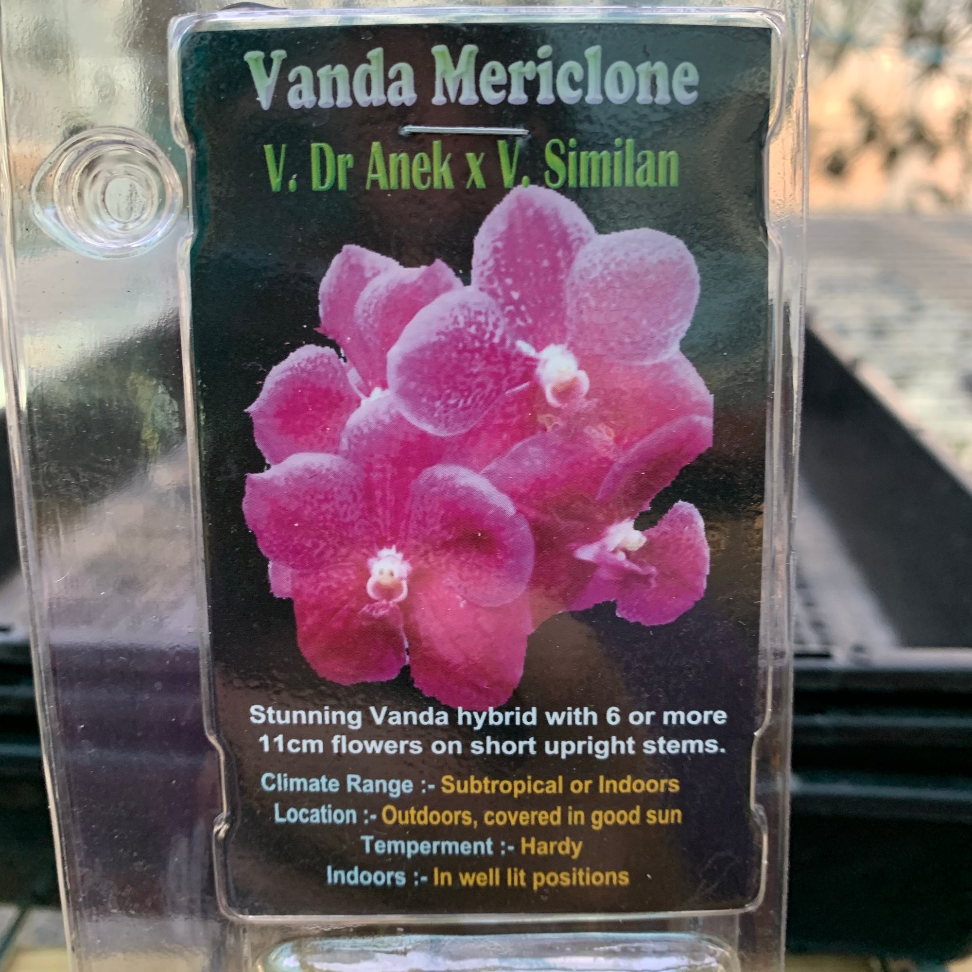 Orchid - Vanda Mericlone ‘V. Dr Anek X V. Similan’