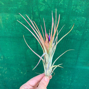 Tillandsia - Califano ‘PB20’