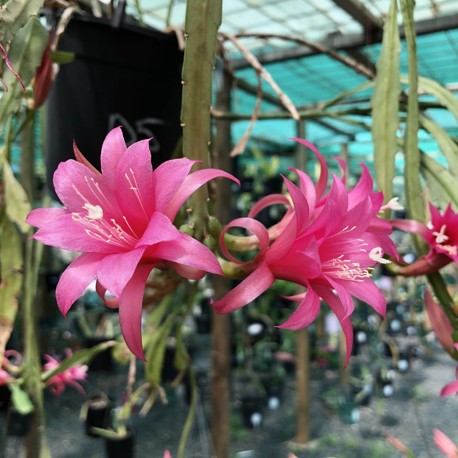 Disocactus Nelsonii Mexico - EP4
