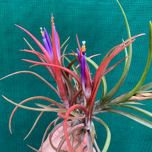 Tillandsia - capitata ‘Grosse Form’ NEW