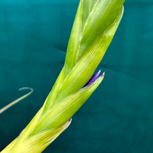 Tillandsia - aff rodrigueziana ‘Yellow’ ex. Richter