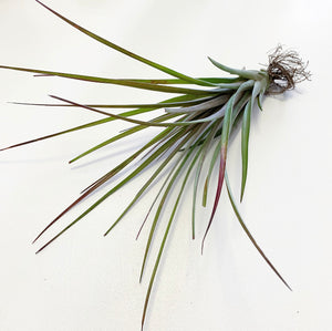 Tillandsia - Oeseriana ex. OM