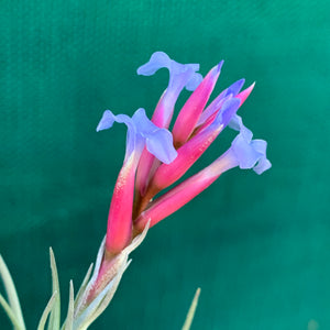 Tillandsia - tenuifolia 'Arturo Isley' ex. JO