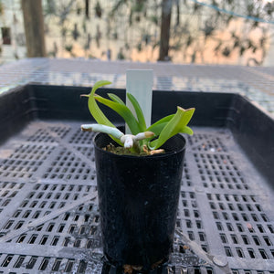 Orchid - Vanda Mericlone ‘V. Dr Anek X V. Similan’